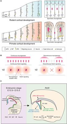 New Insights Into the Intricacies of Proneural Gene Regulation in the Embryonic and Adult Cerebral Cortex